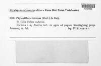 Phytophthora infestans image